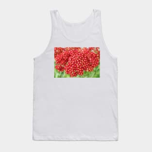 Achillea &#39;Fanal&#39; Yarrow Syn. Achillea &#39;The Beacon&#39; Tank Top